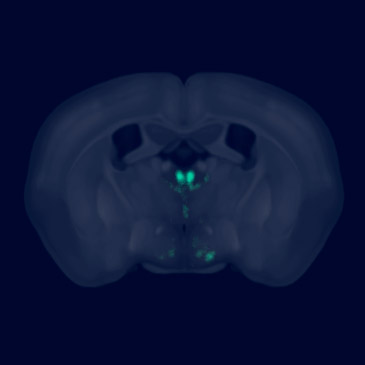 Basic Animation