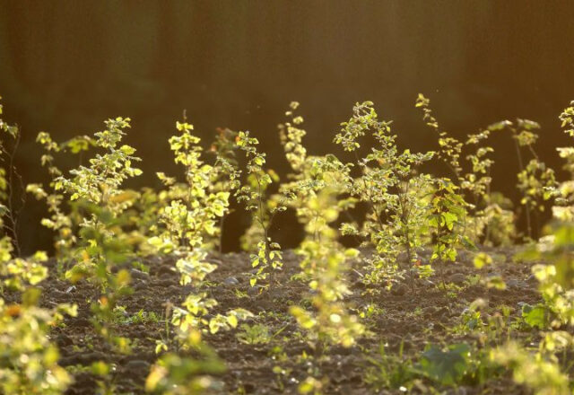 gubra_csr_Beplantning-Tullebolle-Lokkebyvej