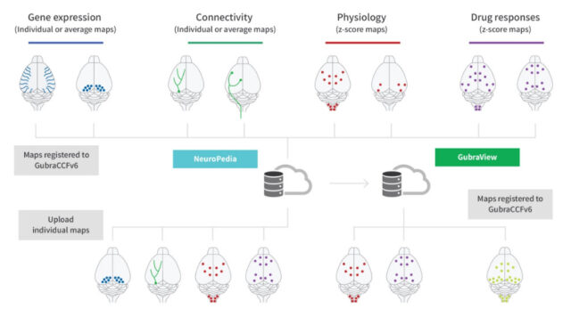 Whole Brain Imaging | Gubra