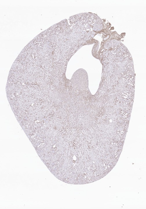 preclinical kidney histology
